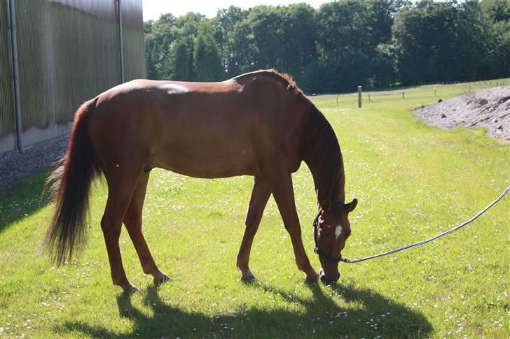 Pinto Alto India (SOLGT!) :'( - Du græsser.. haha ;P billede 4