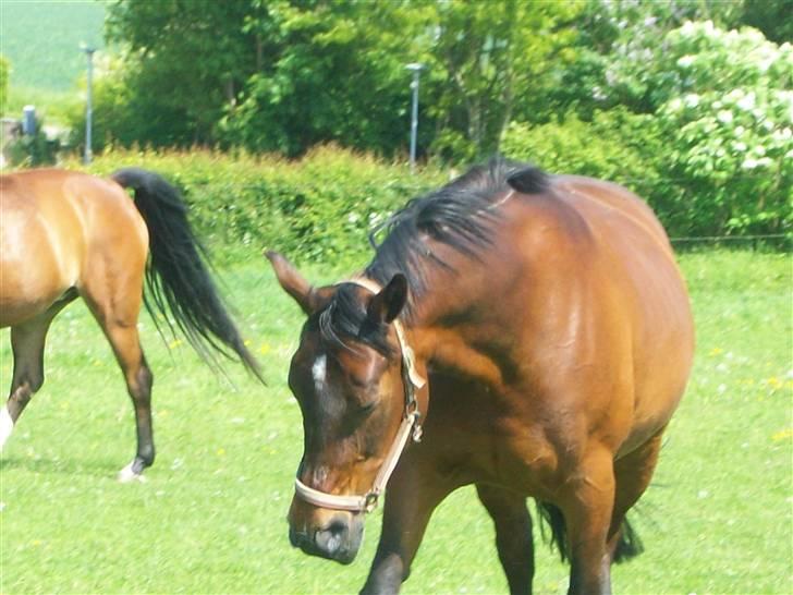 Anden særlig race quinta Soglt - farvel håber i lægger en komentar og bedømelse:) billede 20