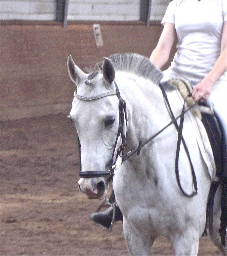 DSP Hannibal - stævne på MRC 2010 :-) billede 5