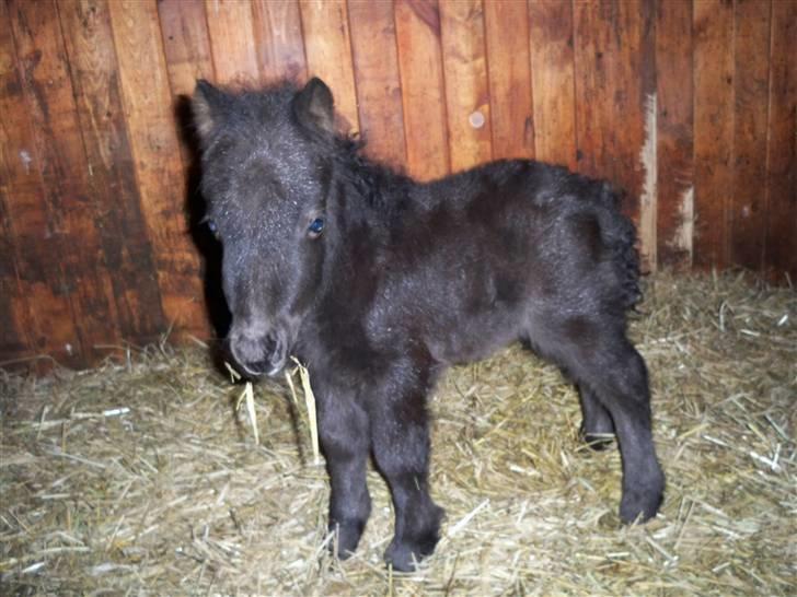 Shetlænder samson billede 1