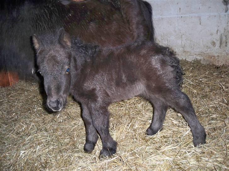 Shetlænder samson billede 2