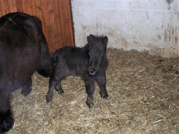 Shetlænder samson billede 3
