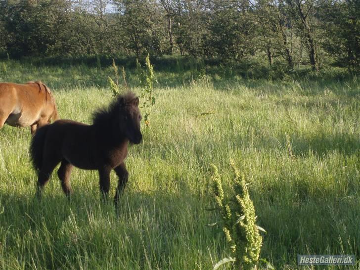 Shetlænder samson billede 4