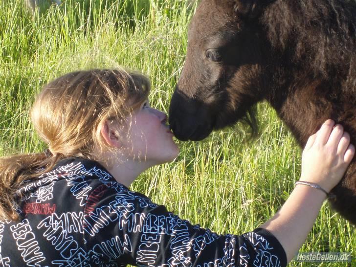Shetlænder samson billede 5