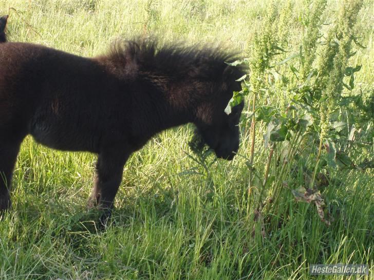 Shetlænder samson billede 6