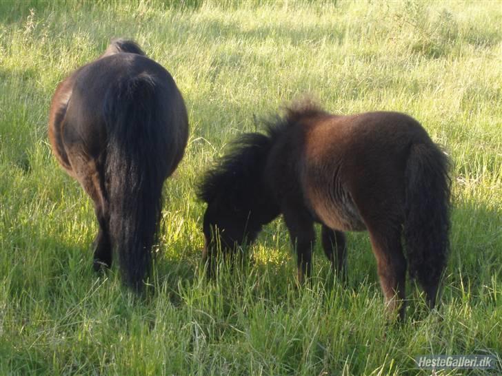 Shetlænder samson billede 7