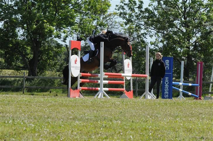 Belgisk Sportspony Hahiti (solgt) - LB Løgstrup billede 12