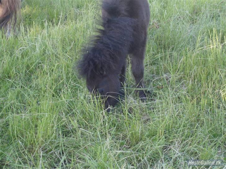 Shetlænder samson billede 8