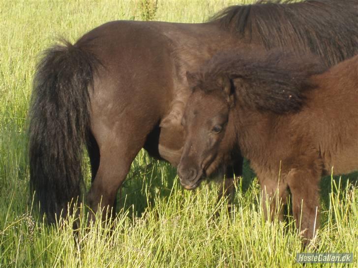 Shetlænder samson billede 9