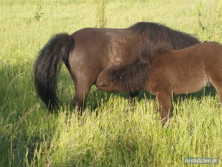 Shetlænder samson billede 10