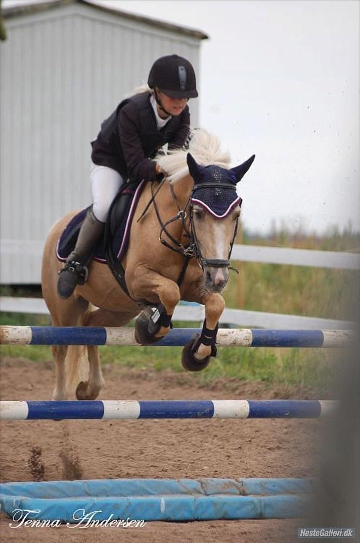 Palomino Max Motor - B-pony - SAVNET! :-( - Mig&Max til klubmesterskabet i Boller(: billede 13