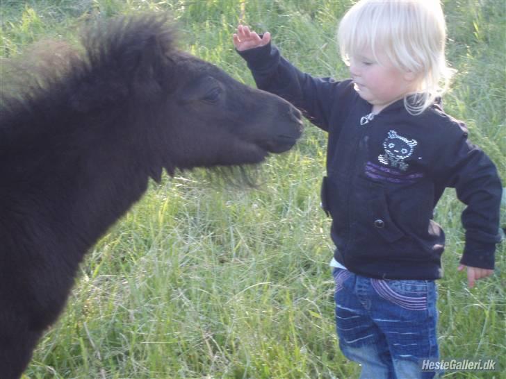 Shetlænder samson billede 11