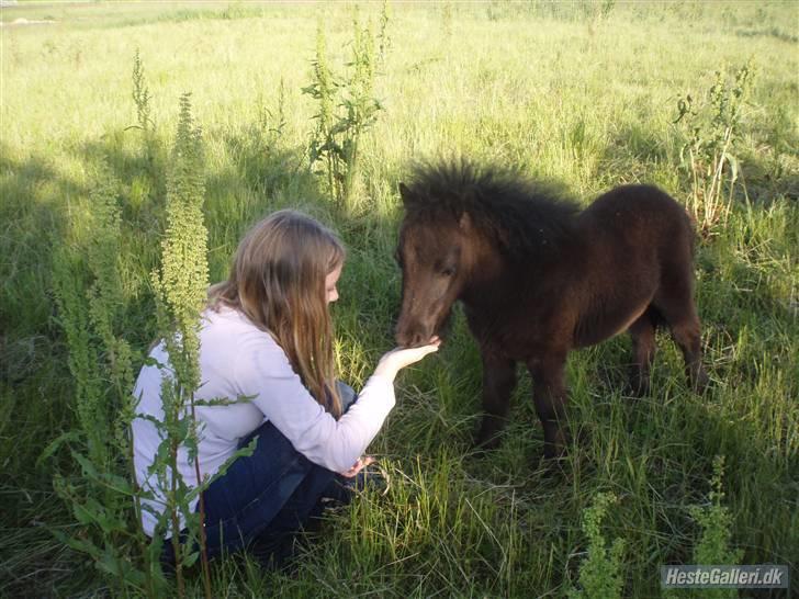 Shetlænder samson billede 12