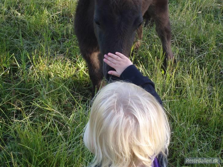 Shetlænder samson billede 13