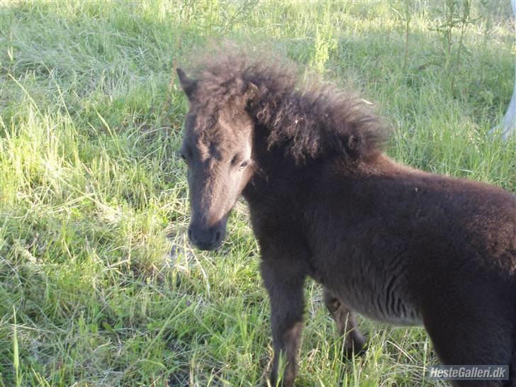 Shetlænder samson billede 14