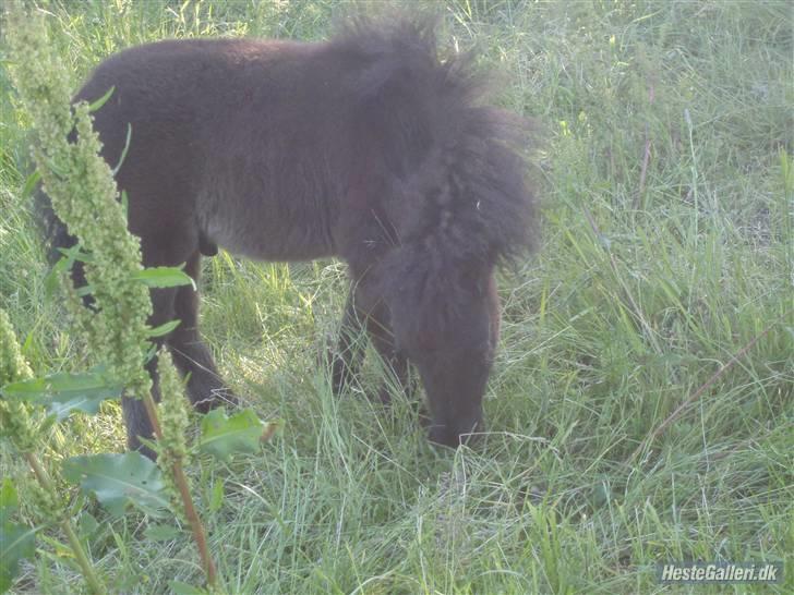 Shetlænder samson billede 15