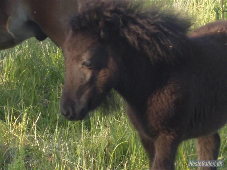 Shetlænder samson billede 16