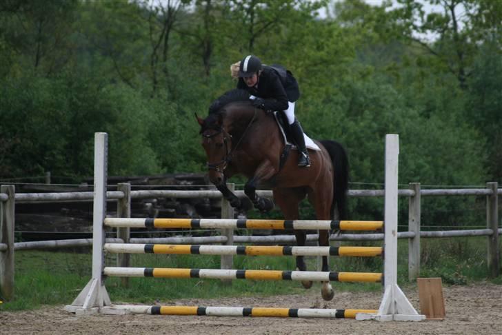 Holstener Carmen billede 7