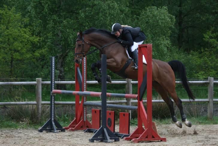 Holstener Carmen billede 8