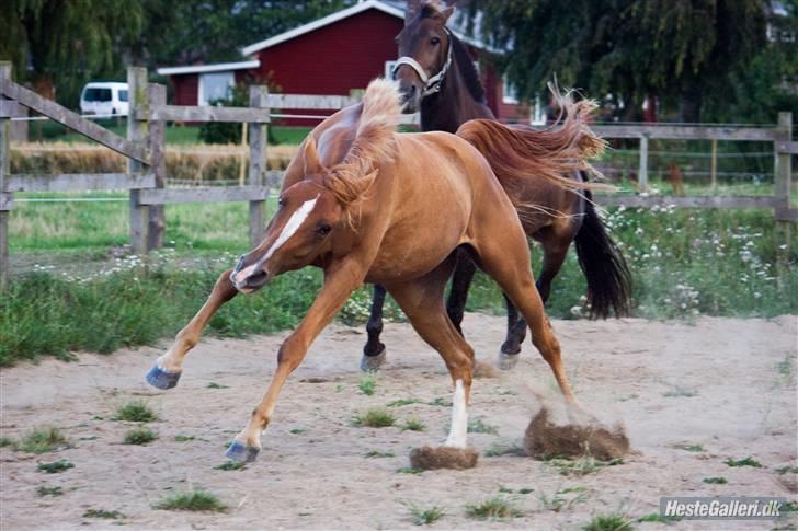 DSP Ia Twilight Flame *solgt* - fotograf: Line madsen billede 11