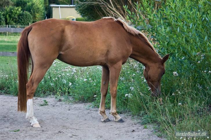 DSP Ia Twilight Flame *solgt* - fotograf: Line madsen billede 13