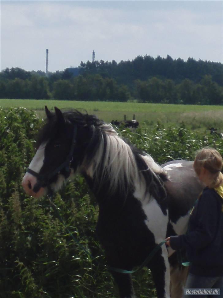 Tinker Engmann´s Chanti Chanel billede 19