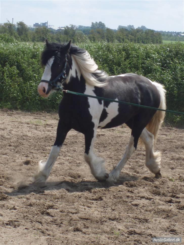 Tinker Engmann´s Chanti Chanel billede 20