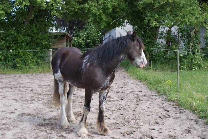 Tinker Lehmanns Ozzie <3  billede 4