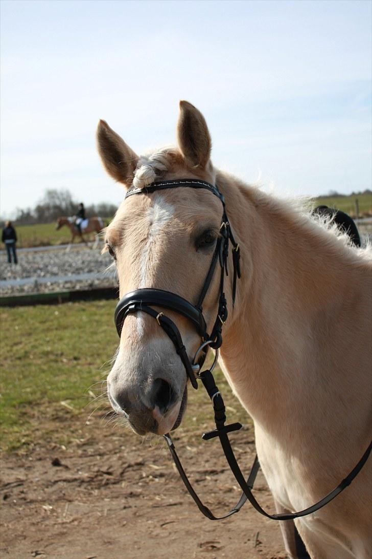 Anden særlig race Coka - GAMMEL PART - Coka med krøller d; - efter opvisningen (: billede 9