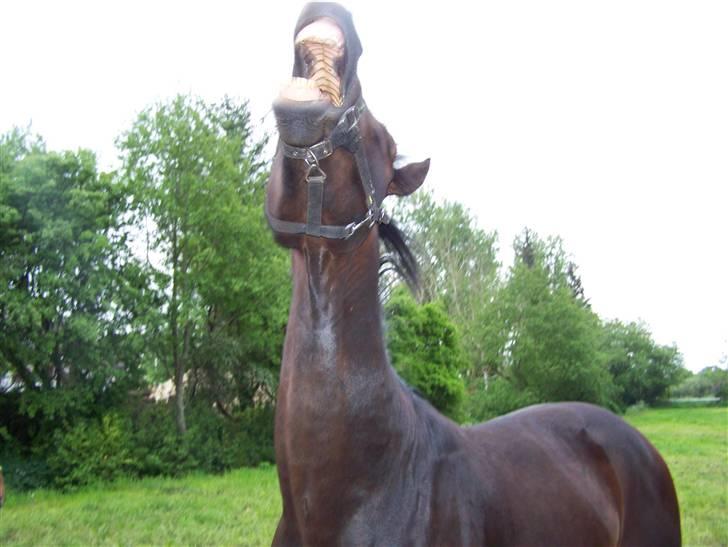 Dansk Varmblod Grønvangs Trigger |Trigs| - Taget af mig/Grønvang billede 35