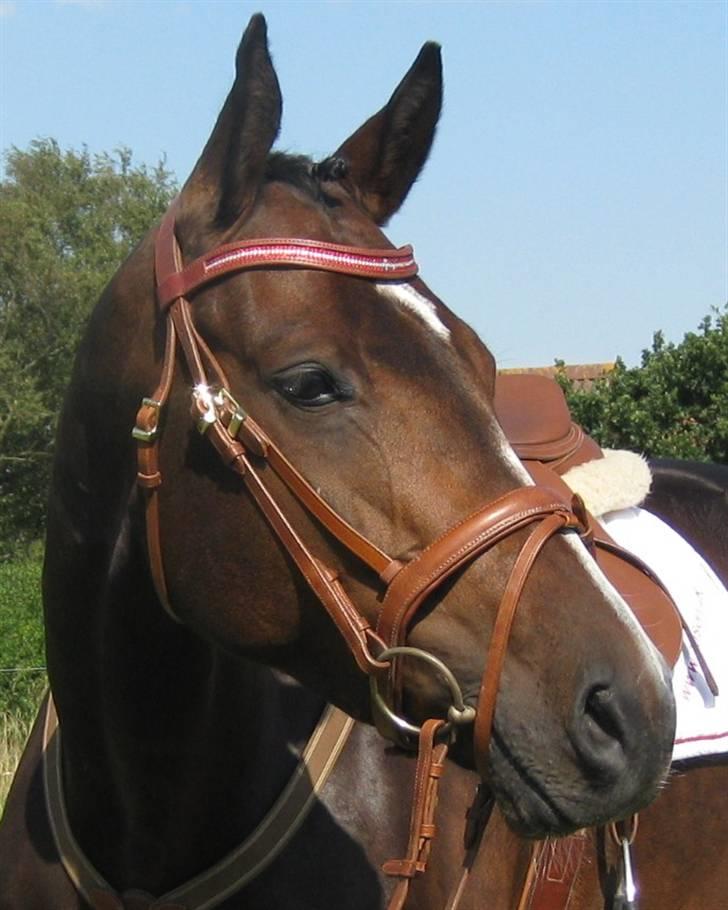 Dansk Varmblod Corona DEN SMUKKESTE STJERNE PÅ HIMLEN! :'( - SKØNHEDEN ! ;D <3 til C-stævne i kongeå  billede 11