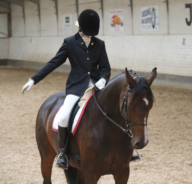 Dansk Varmblod Corona DEN SMUKKESTE STJERNE PÅ HIMLEN! :'( - lige afsluttet LB2 i tjæreborg, blev til en flot 2. plads med 62,59% total sødt at hun har lukket øjne  billede 12