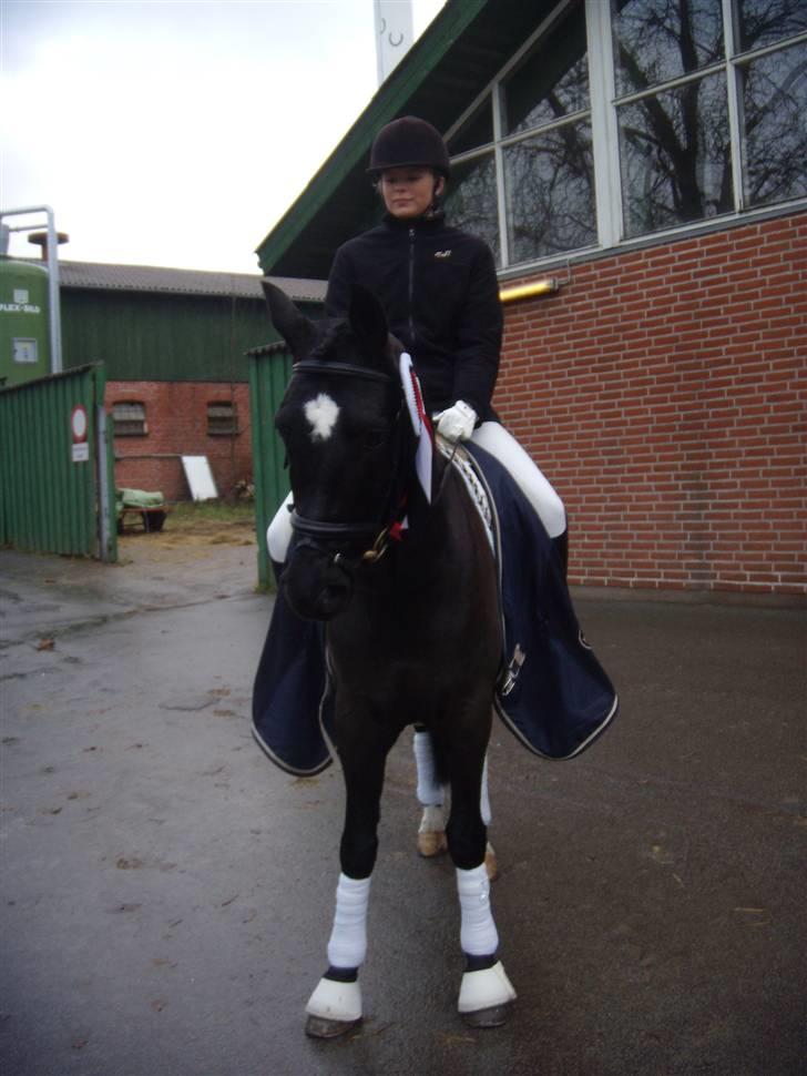 New Forest Pedro NFH 104 billede 3