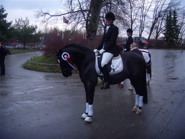 New Forest Pedro NFH 104 billede 4