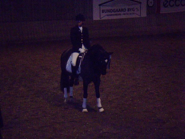 New Forest Pedro NFH 104 billede 5