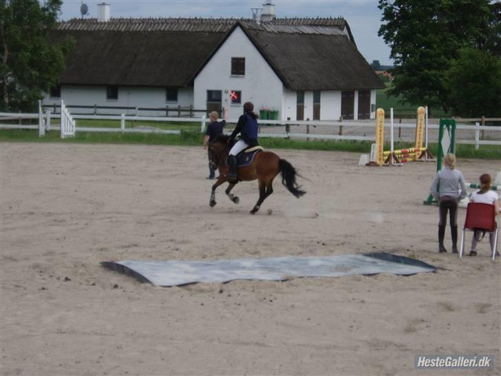 Anden særlig race Robin - * solgt * ! <3 d: - 2 fejlfrie rundter :D !  billede 11