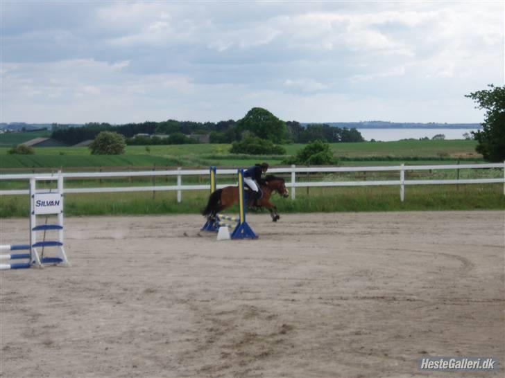 Anden særlig race Robin - * solgt * ! <3 d: billede 13