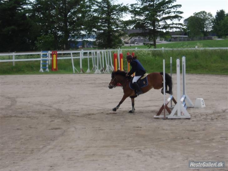 Anden særlig race Robin - * solgt * ! <3 d: billede 14