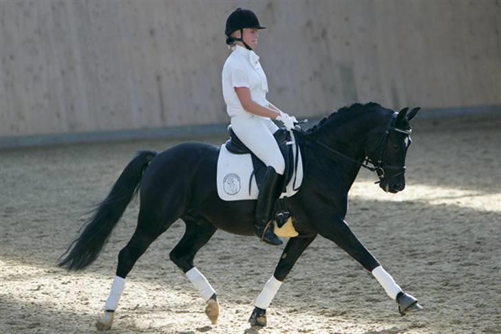 New Forest Pedro NFH 104 - Til NF Championat, har redet ham i alt 10 gange her efter han har været ude af ridning i to år. billede 7