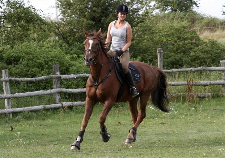 Dansk Varmblod Sprudalshøjs Guvanør - Taget af Camilla Lauridsen billede 2