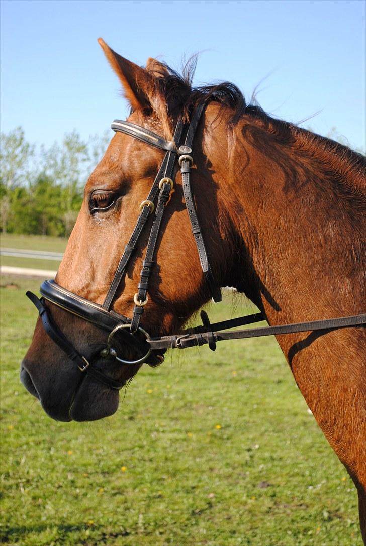 Anden særlig race Running Starlight  billede 1