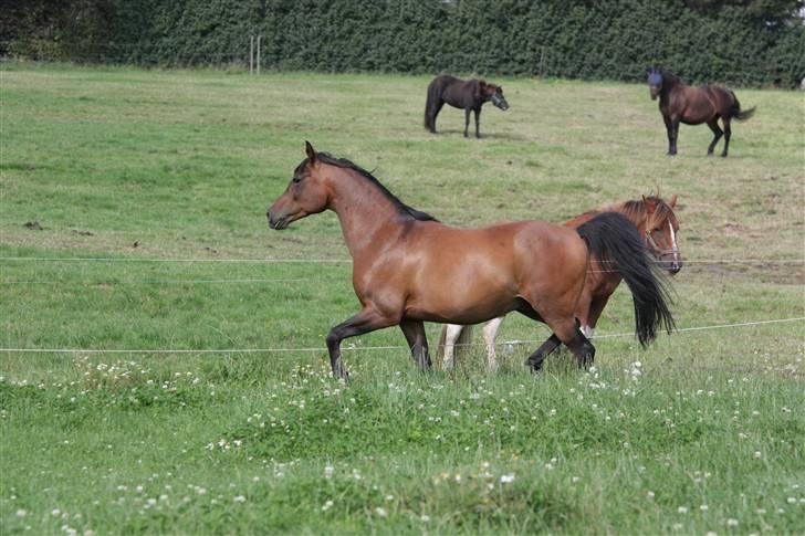 Arabisk fuldblod (OX) Gipson ox (himmelhest )': <3 - Foto af Lars Kjær billede 12