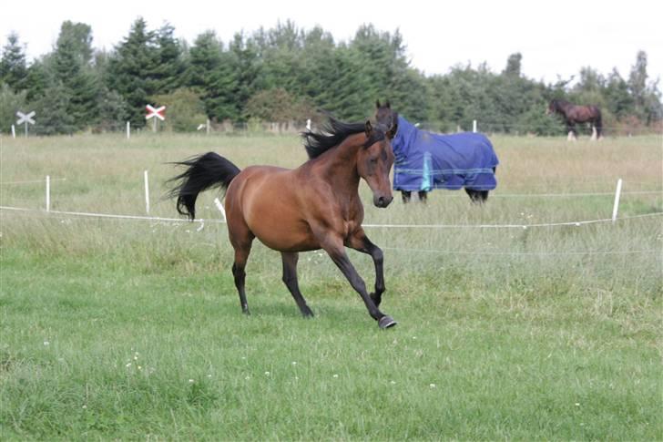 Arabisk fuldblod (OX) Gipson ox (himmelhest )': <3 - Foto af Lars Kjær billede 13