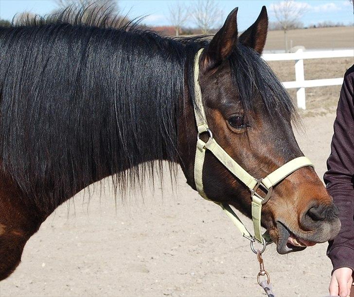 Arabisk fuldblod (OX) Gipson ox (himmelhest )': <3 - Foto af Jeanette billede 16