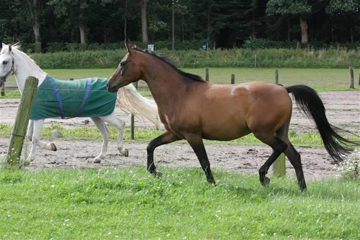 Arabisk fuldblod (OX) Gipson ox (himmelhest )': <3 - Foto af Lars Kjær billede 17