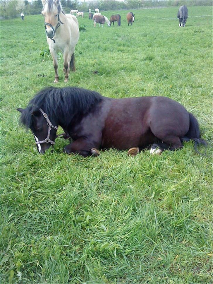 Anden særlig race FREJA - Velkommen til freja,s profil billede 1