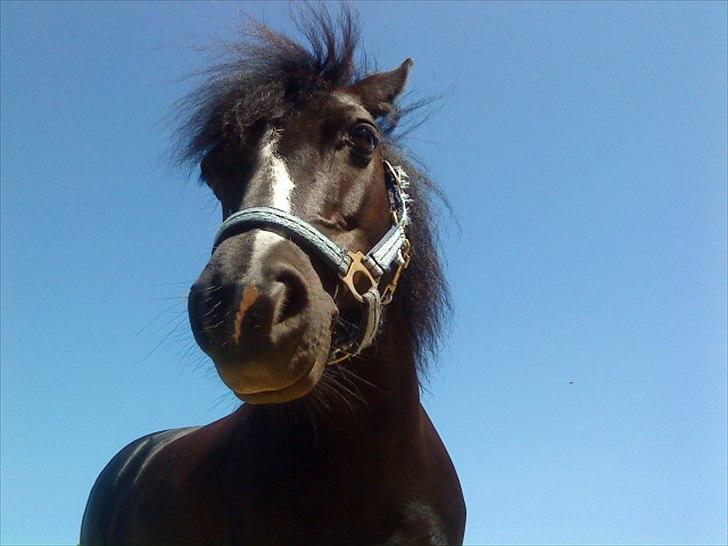 Anden særlig race FREJA billede 2