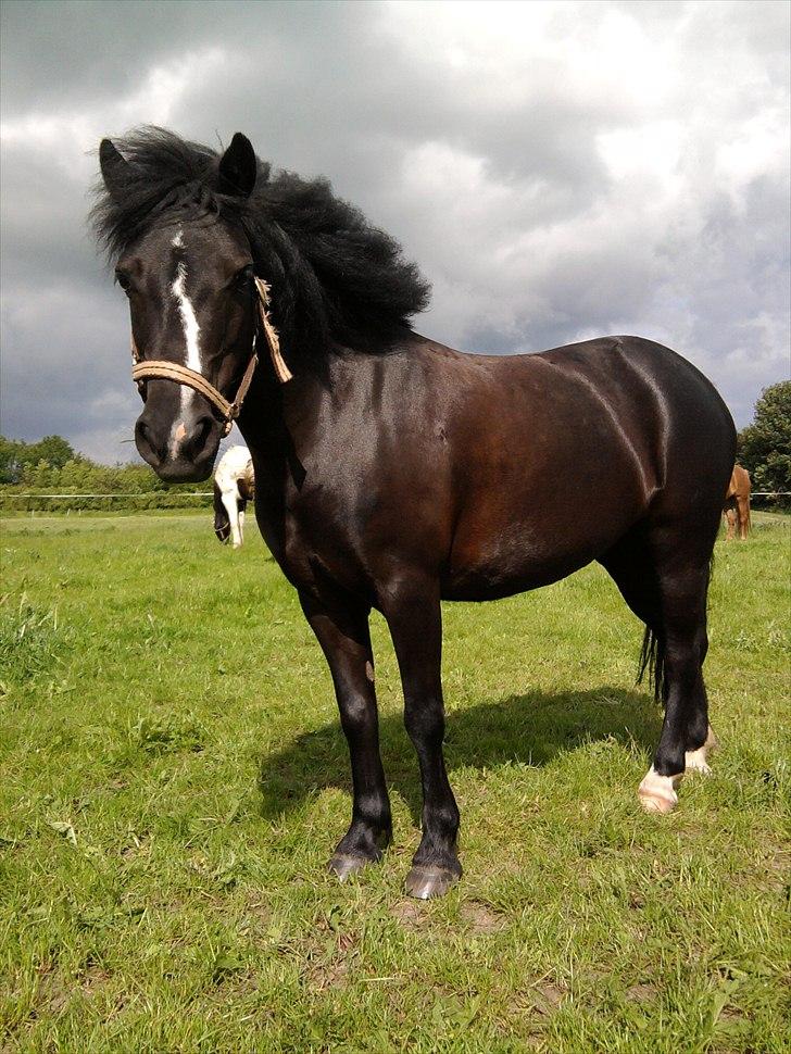 Anden særlig race FREJA billede 3