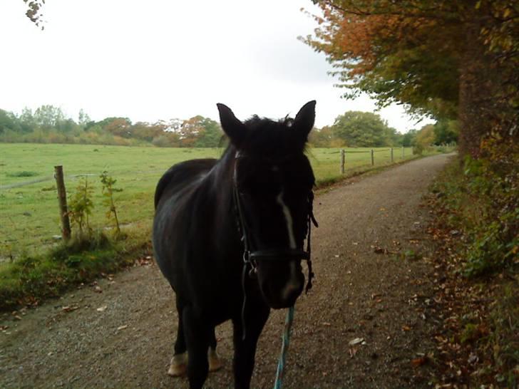 Anden særlig race FREJA billede 7