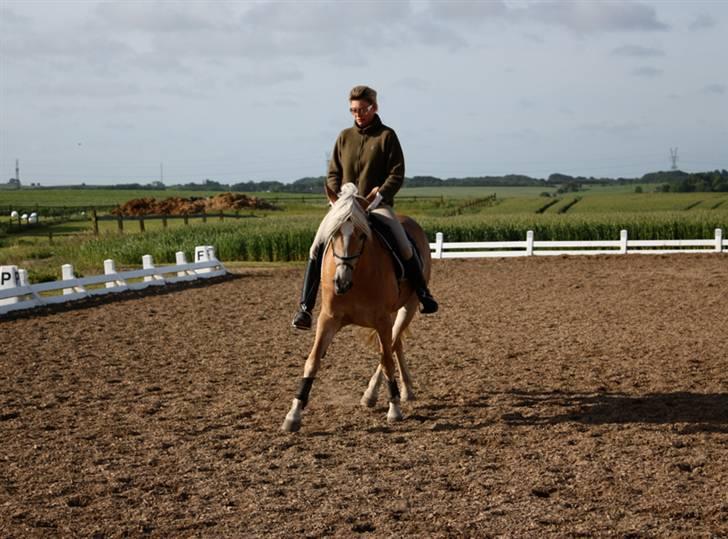 Haflinger WildWerkiba - SOLGT billede 1